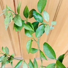 シークワーサー の苗の画像