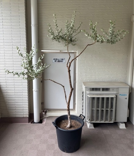 souju オリーブ　ミッション