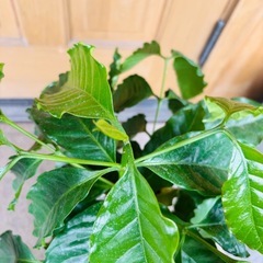 観葉植物コーヒーの木の画像