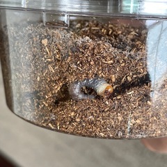 ②ニジイロクワガタ　2齢幼虫の画像
