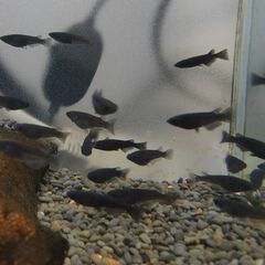 ★近松めだか（オロチメダカ）の画像