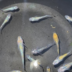 ユリシスとオロチ メダカ の画像