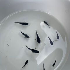 ユリシスとオロチ メダカ の画像