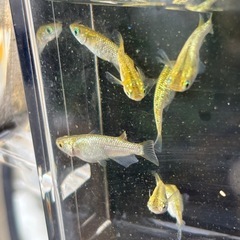 メダカ『金塊』オス1メス2の画像