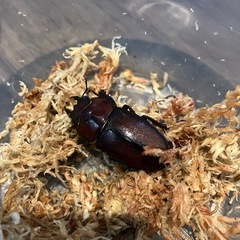 トカラノコギリクワガタ　トリプルの画像