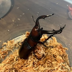トカラノコギリクワガタ　トリプルの画像