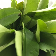 ナミアゲハの幼虫の画像