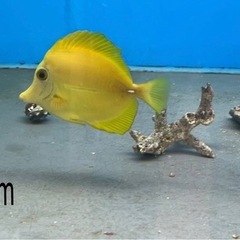 キイロハギ×ゴマハギ　ハイブリッド個体（海水魚販売）①②③　注文24日0時までの画像