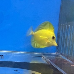 キイロハギ×ゴマハギ　ハイブリッド個体（海水魚販売）①②③　注文24日0時までの画像