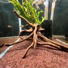 水草付き流木の画像
