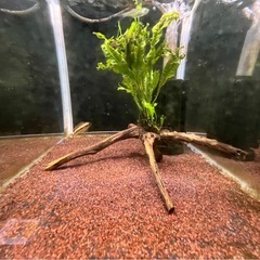 水草付き流木の画像