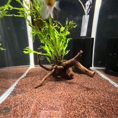 水草付き流木の画像