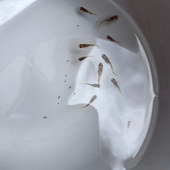 めだか　チャチャめだか様和墨ガジャF1の画像