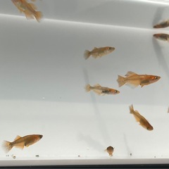 【改良メダカ　竜章鳳姿：10匹＋α】の画像