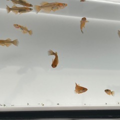 【改良メダカ　竜章鳳姿：10匹＋α】の画像