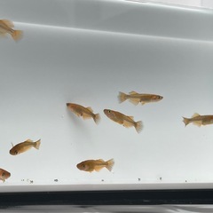 【改良メダカ　竜章鳳姿：10匹＋α】の画像