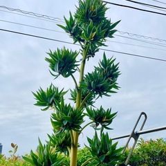 【引取り０円】 アガベベネズエラの子株数十個
の画像