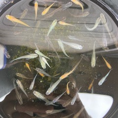 めだか 雑種&楊貴妃 ミックス 30匹の画像