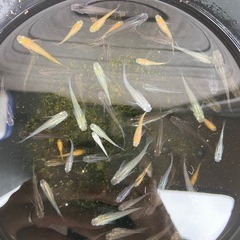 めだか 雑種&楊貴妃 ミックス 30匹の画像