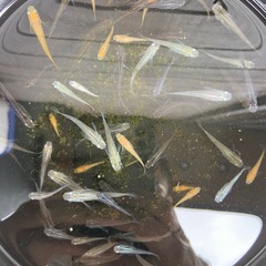 めだか 雑種&楊貴妃 ミックス 30匹の画像