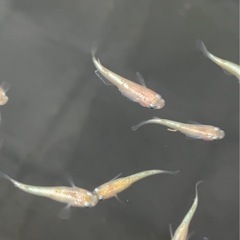 スズラン メダカの画像