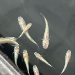 スズラン メダカの画像