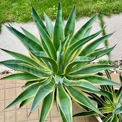 【引取り０円】 アガベベネズエラの子株数十個
の画像