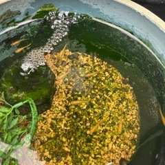 交渉中メダカの赤ちゃんと去年産まれたメダカの画像