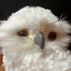 フクロウの画像