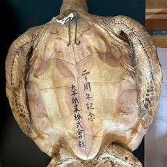 【長寿の縁起物】亀の剝製(壁掛け)の画像