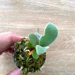 【観葉植物】 商談中　ビカクシダ 吹雪　Fubuki の画像