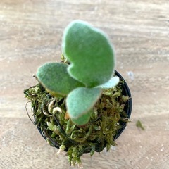 【観葉植物】 商談中　ビカクシダ 吹雪　Fubuki の画像
