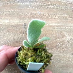 【観葉植物】 商談中　ビカクシダ 吹雪　Fubuki の画像
