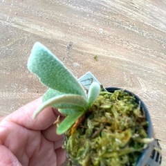 【観葉植物】 商談中　ビカクシダ 吹雪　Fubuki の画像