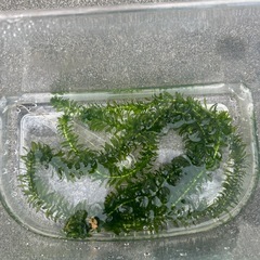 水草　クロモ　　約30cm5本　残り1つ　の画像