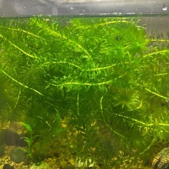 水草　クロモ　　約30cm5本　残り1つ　の画像