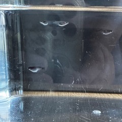 ダルマ8匹の画像