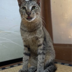 甘えん坊で寂しがり屋😿1歳の男の子です🐾