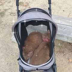 ペットカートの画像