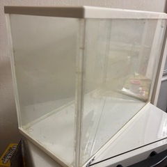 ３０センチ水槽の画像