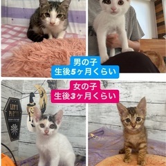 10月5日に観に来られる方