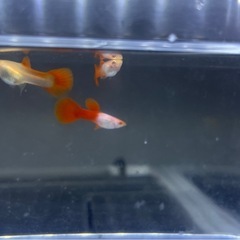 RREAシルバラドレッドテールグッピーペアの画像