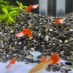 RREAシルバラドレッドテールグッピーペア