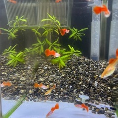 RREAシルバラドレッドテールグッピーペアの画像