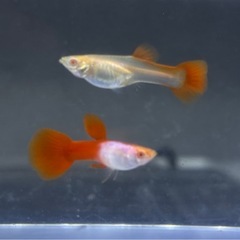 RREAシルバラドレッドテールグッピーペアの画像