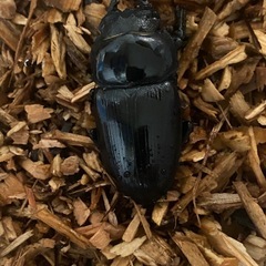 【商談中】オオクワガタ新成虫ペア　中原DNA 72mmの画像