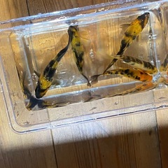 錦鯉　1匹の金額ですの画像