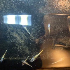 めだか 大輝 ワンペアの画像