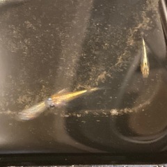 めだか 大輝 ワンペアの画像