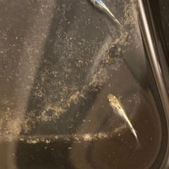 めだか 大輝 ワンペアの画像